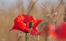 Coquelicot