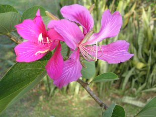 Fleur tropicale